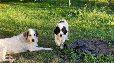 Hund