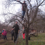 Baumschnitt